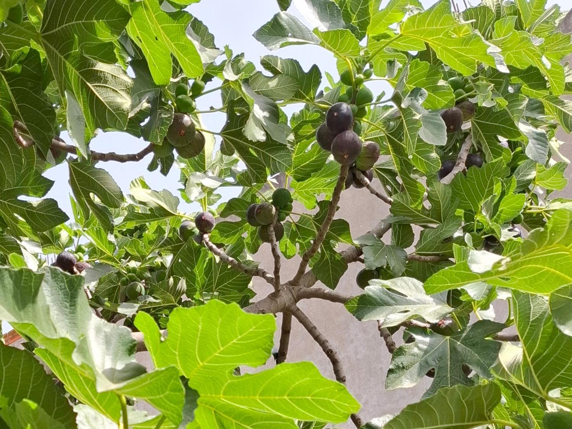 Vila Noar Avlonya Dış mekan fotoğraf